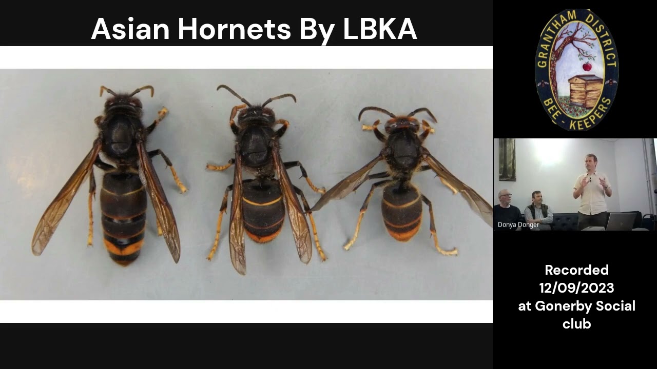 Asian Hornet Presentation LBKA