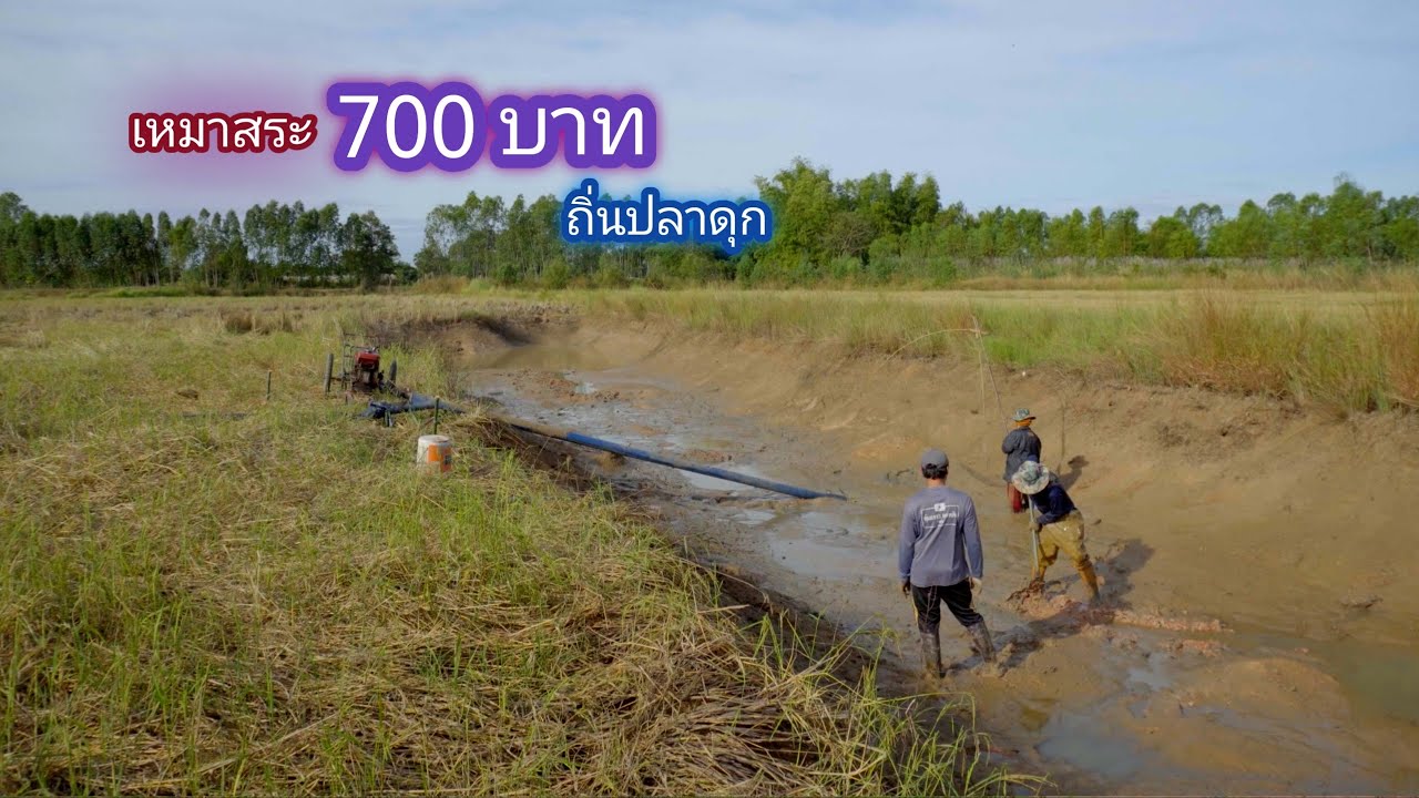 เหมาสระ 700 บาท ดงปลาดุกอีกเเล้ว ใส่หนูนอนเฝ้าปลา หมานทั้งคู่ / บ้านนอก EP.693