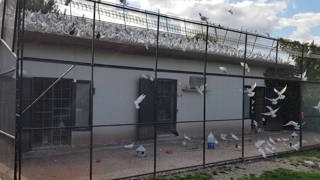 Gołębie Jacka 6 ( pigeons )