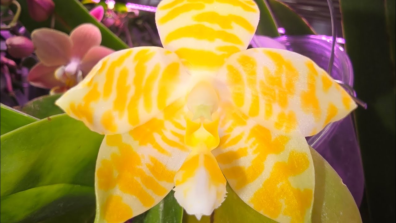 Phal Friday! Beautiful blooms!!!