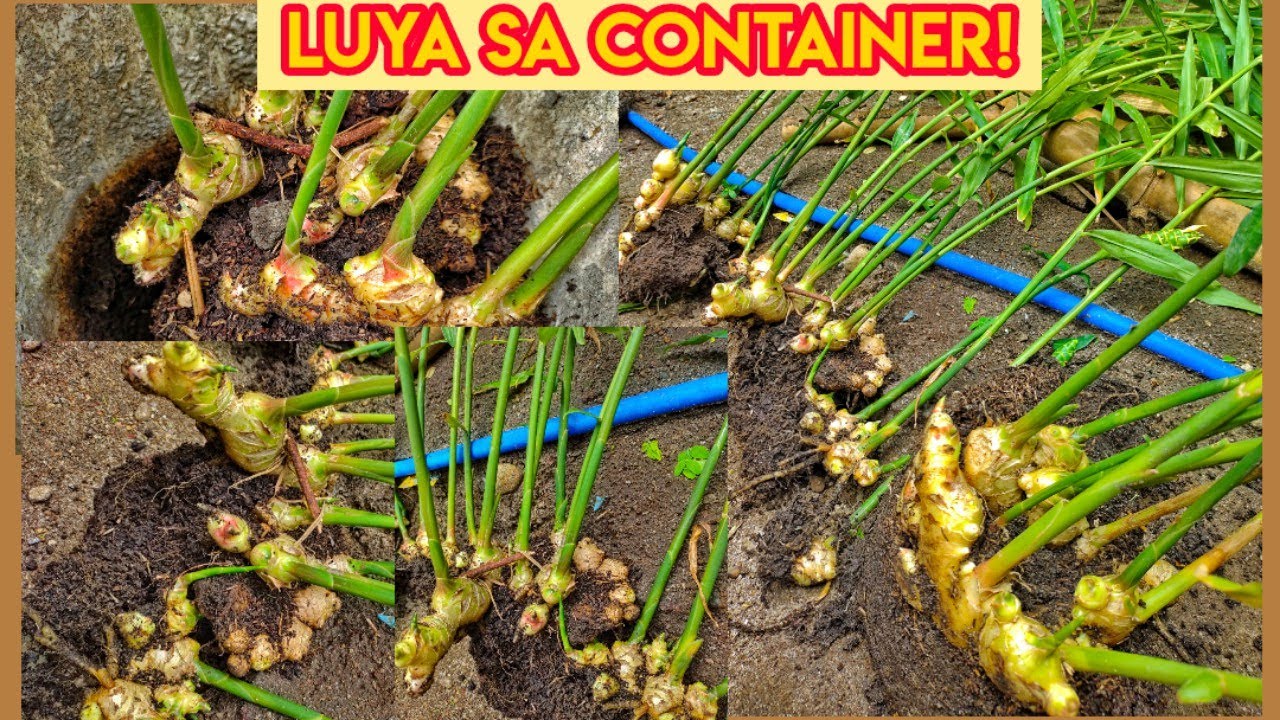 ANDAMING LAMAN NG ATING TANIM NA LUYA! | UPDATE SA ATING LUYA SA CONTAINER