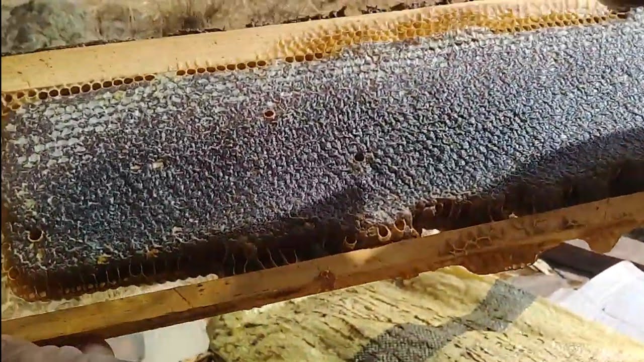 تربية النحل - حصريا لأول مرة في القناة جني و قطف العسل الناضج 🍯🐝 27/08/2021