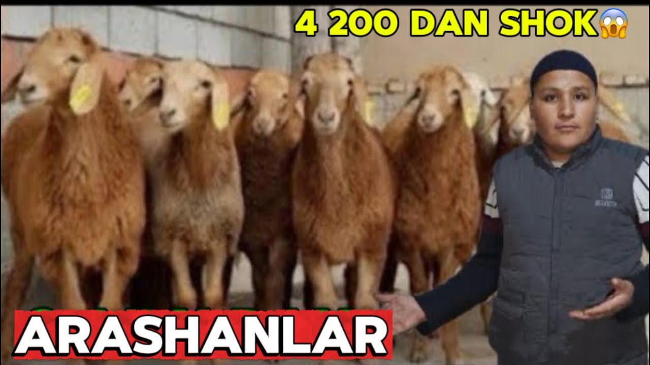 DONIYORBEKGA YANGI PARTIYA KELDI ARASHAN YARICHKALAR SHOSHLING ARZONI 