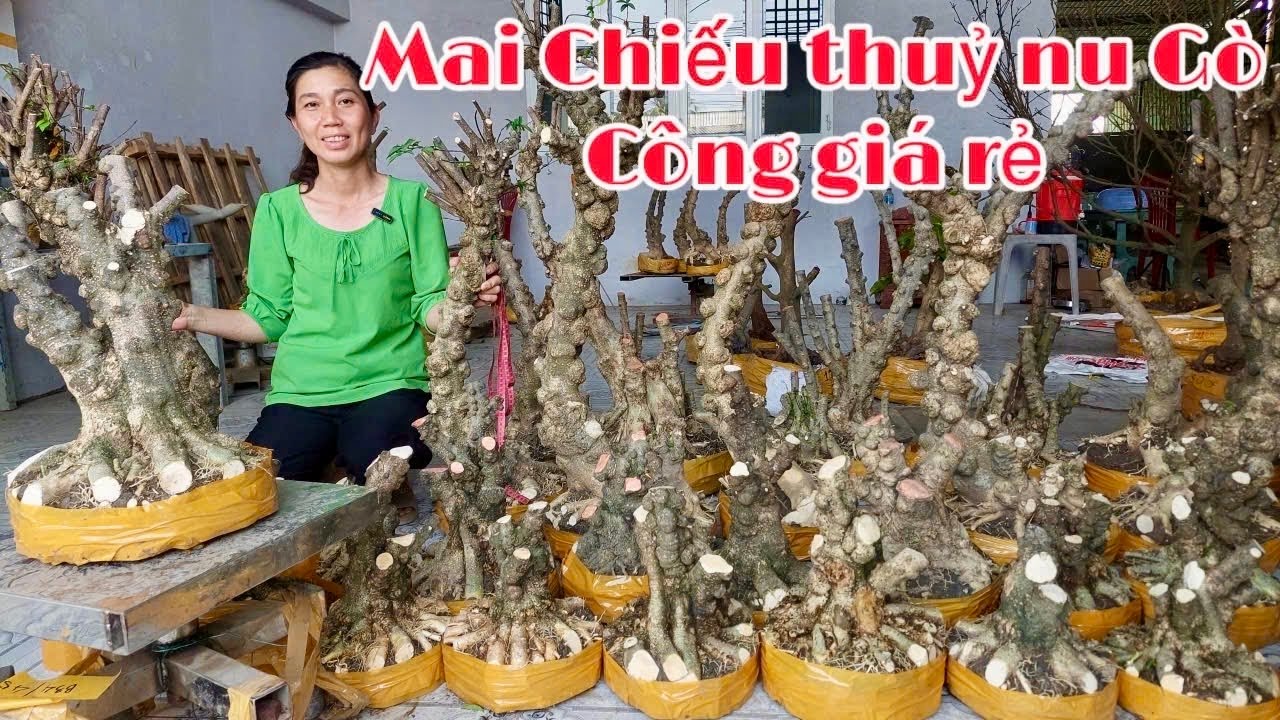 Quá dễ chơi 17/1 Mai Chiếu Thủy sắp đế dáng đẹp - LH #0939046405 Nhật Truyền