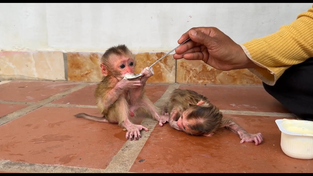 Most Hungry !! Pity Twin Newborn Baby Monkey Eating Yogurt First Time