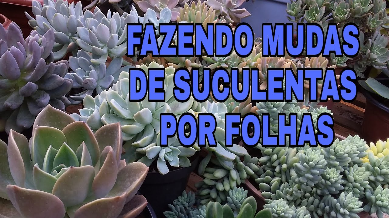 Fazendo mudas de Suculentas por folhas (Parte 1)