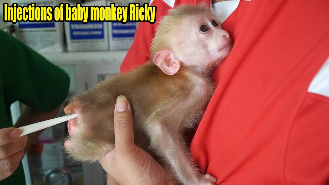 Take baby monkey Ricky to the vet for nutrient enhancement - MONKEY ROSI
