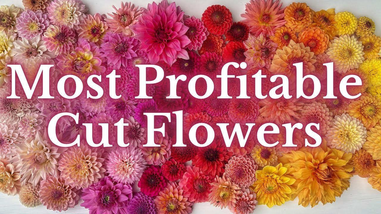 In-Demand Blooms: Discover Our Top 6 Most Profitable Cut Flowers For 2022 | PepperHarrowFarm.com