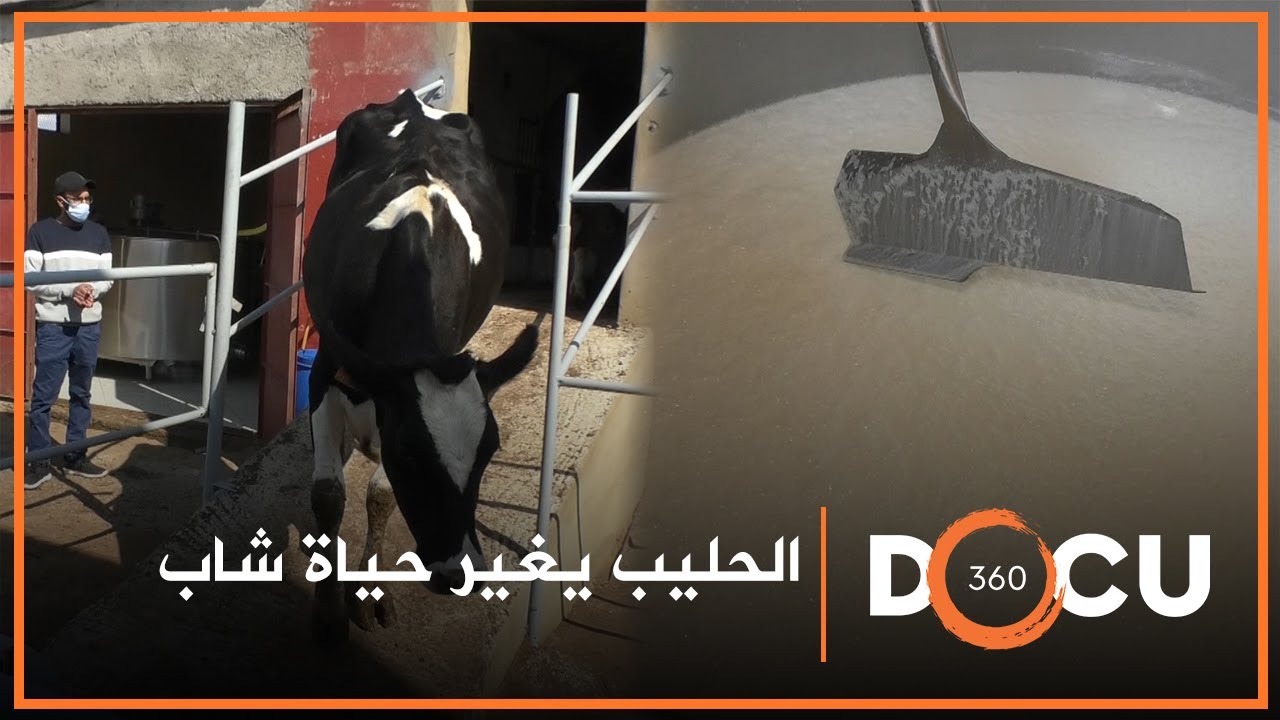 Docu360 I قصة نجاح عمادها تعاونية للحليب ببنسليمان