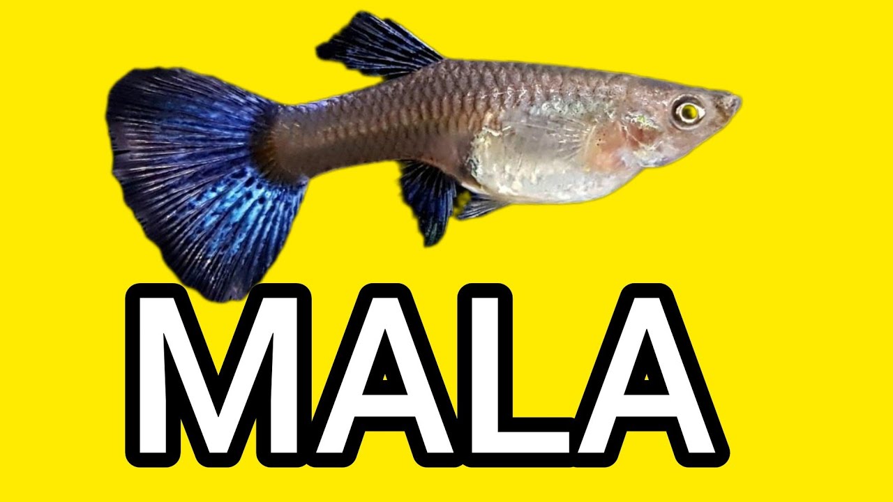 Cu&aacute;l es el pez m&aacute;s voraz del Acuarismo?