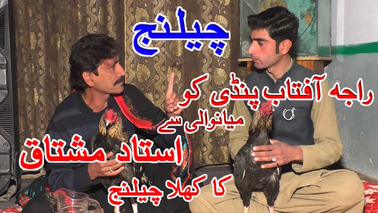 rooster Challenge | Asil chickens| Poultry farming | chacha alam sheri |mianwali aseel murga |chicks