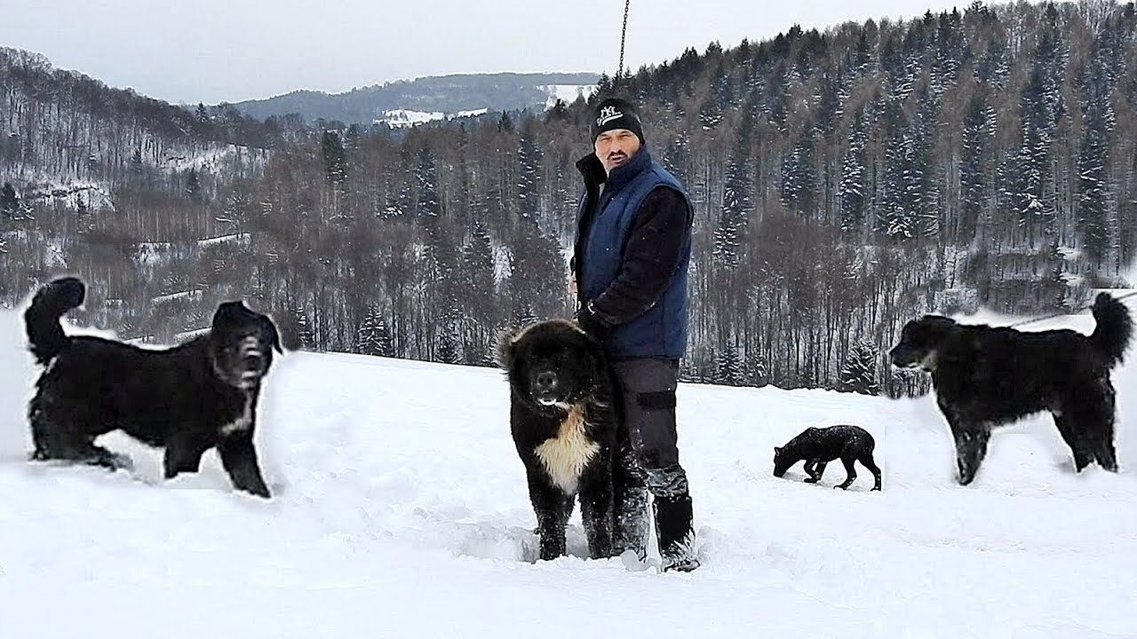 LA STANA LUI ADORIAN ADAM, CAINI CIOBANESTI MARI SI AGRESIVI PAZESC OILE DE LUPI SI URSI.