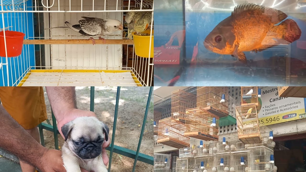 # CACHORRINHOS # GAIOLAS # PASSAROS # MERCADO DA MADALENA RECIFE/PE, BRASIL!!