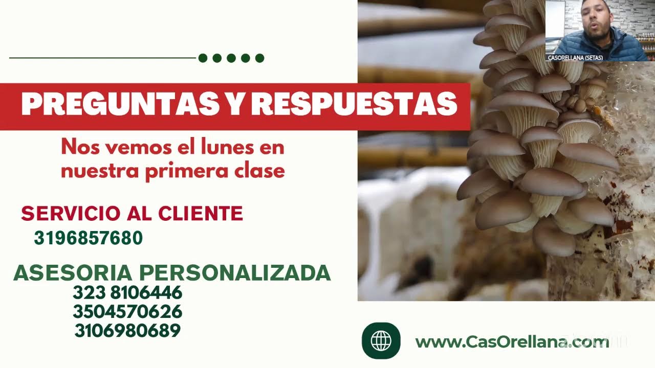 Iniciación en producción de setas orellanas
