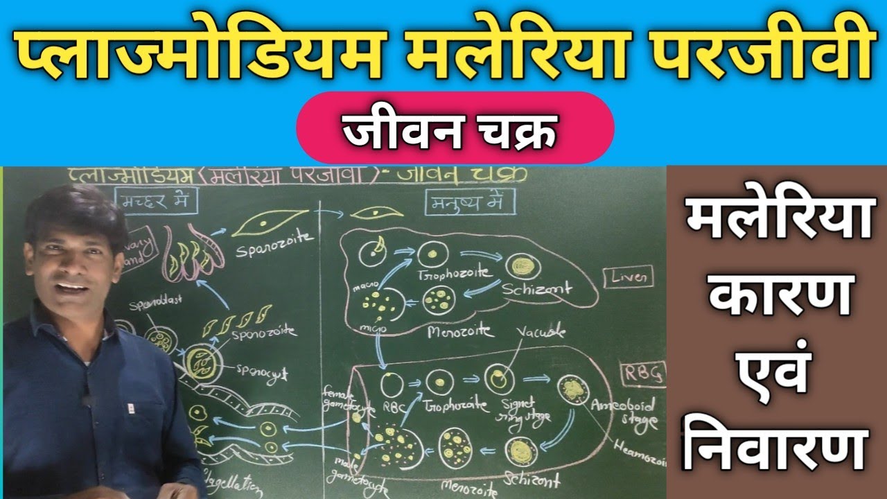 प्लाज्मोडियम का जीवन चक्र।Life cycle of Plasmodium. मलेरिया रोग के कारण, लक्षण एवं निवारण।