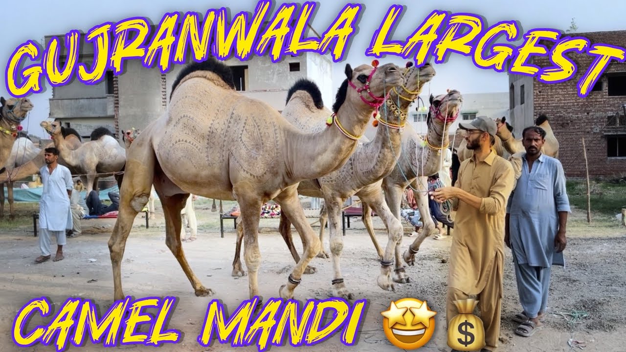 PAKISTAN LARGEST CAMEL MANDI 🐫 2025 // 600000 💰 mae Camel Deal Done ✅ // Gujranwala Camel mandi