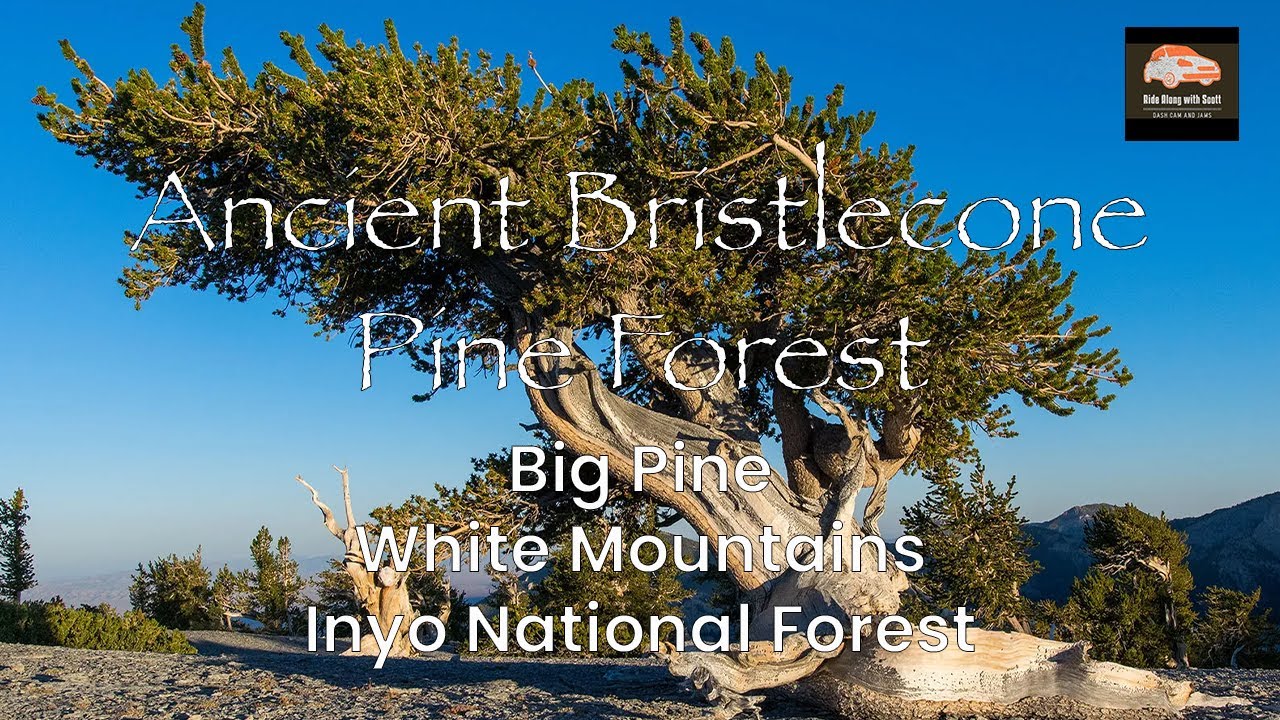 You Won't Believe the BEAUTY of Ancient Bristlecone Pine Forest in 4K60