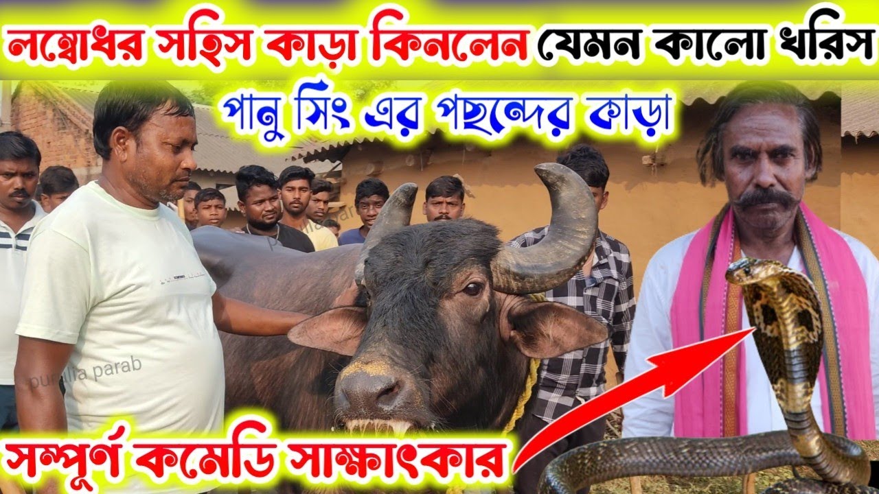 নাম লম্বোধর সহিস!!যেমন কাল খরিস !! পানু সিং এর  পছন্দের কাড়া কিনলেন