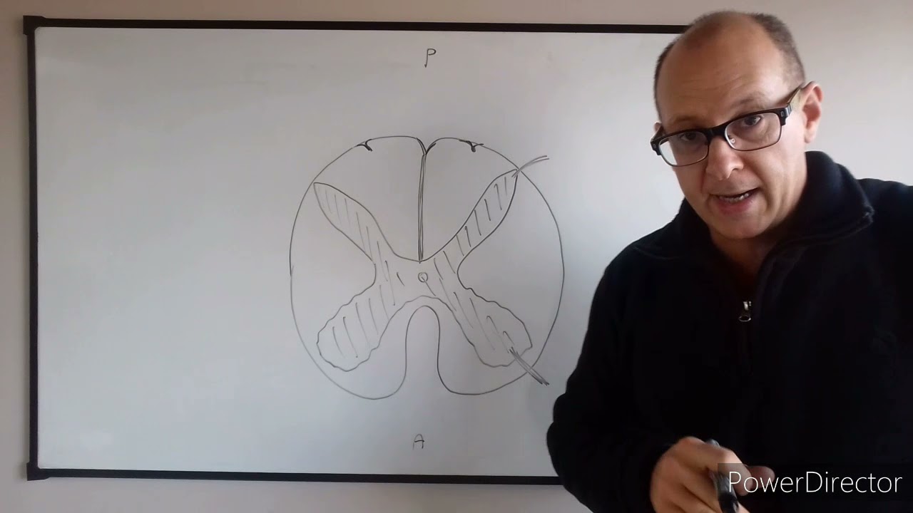 Teórico de sistema nervioso N°3 Médula espinal. Dr Luciano Esborrat
