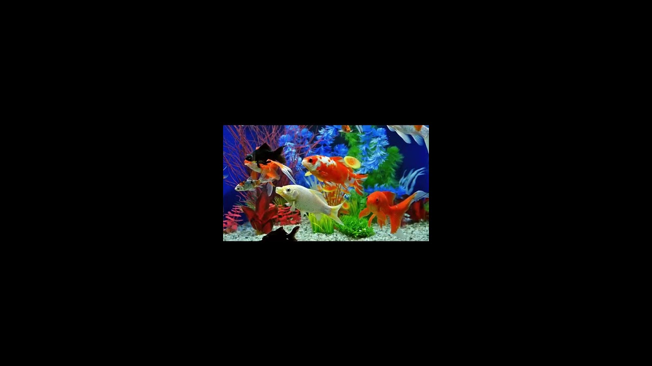 Happy Sunday Everyone #trending #viral #subscribe #music #live #livestream #musica #love #like 📱