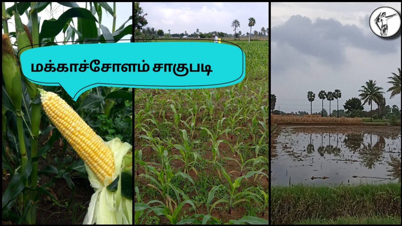 🌾மக்காச்சோளம் சாகுபடி 🌾| Maize cultivation in tamil | #farming | #vivasaayi | #maizefarming | #viral