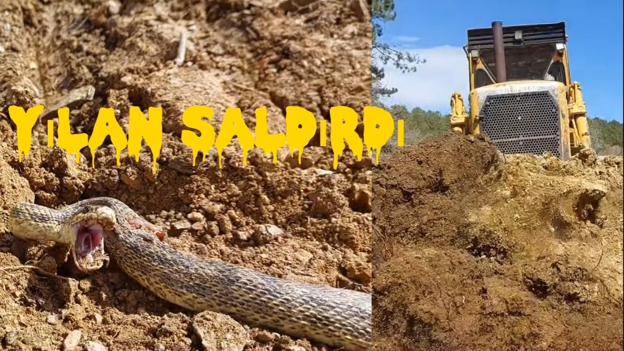 CAT D7 DOZER YOL YAPIMI~YILAN SALDIRISI~DOZER ROAD CONSTRUCTION~SNAKE ATTACK #keşfet #cat #buldozer