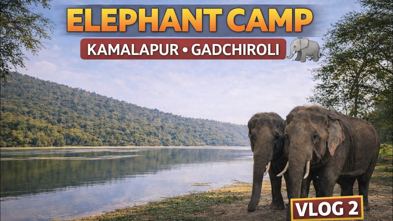 Elephant Camp Kamalapur | Gadchiroli Maharashtra | Vlog 2