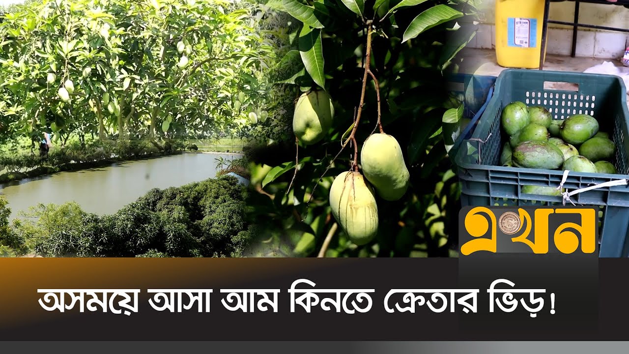 ছয় হাজার গাছের আম বাগানে সারাবছর মিলছে আম | Feni News | Mango Garden | Ekhon TV
