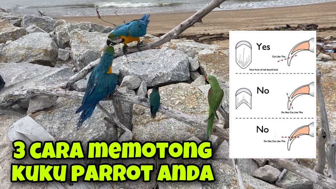 3 CARA POTONG KUKU BURUNG PARROT AGAR TIDAK TAJAM