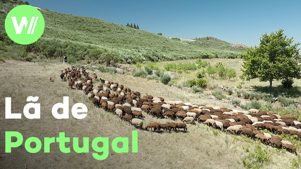 Burel - O Ouro da Serra da Estrela | Documentário sobre uma das regiões mais lindas de Portugal