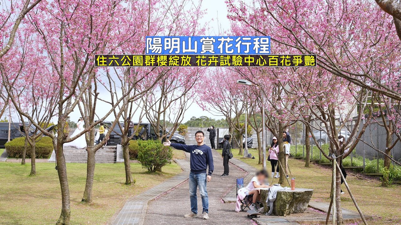 陽明山賞花之旅 新興的賞櫻點住六公園群櫻綻放，順訪花卉試驗中心百花爭艷
