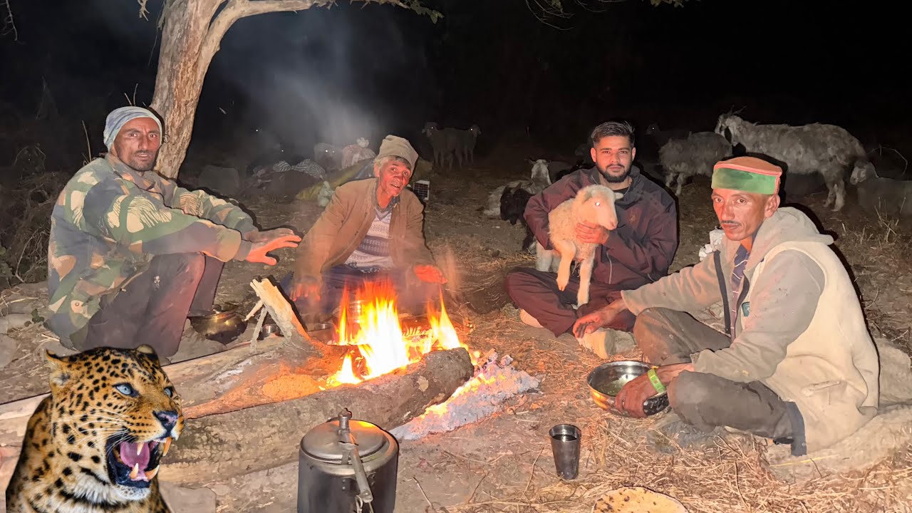 Wildlife Warriors: Shepherds Defend Goats from Deadly Leopards 🐯