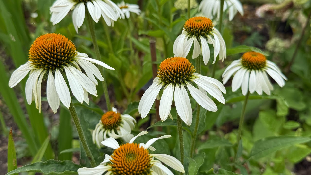 Cotswold Country Garden to Visit // Cerney House // Lottie&rsquo;s Garden Tours 