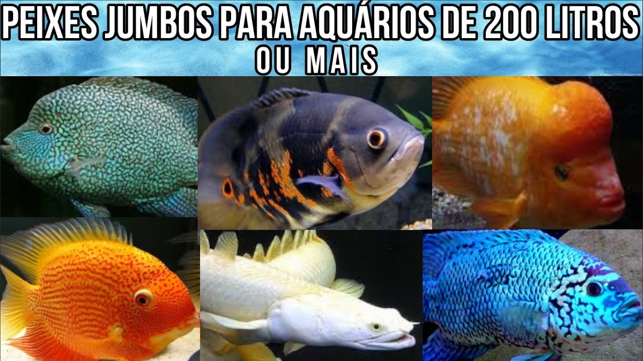 Peixes Jumbos para Aquários de 200 litros ou mais.