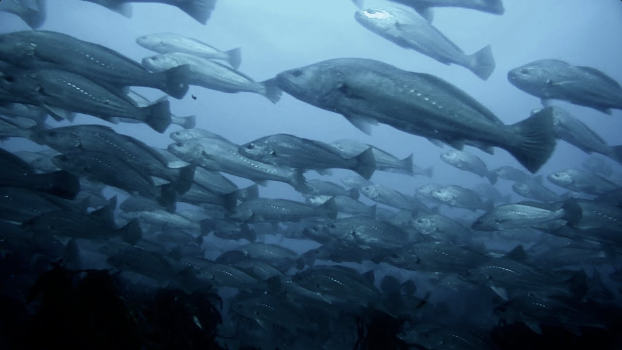 Spearfishing - Mulloway Misadventures 3