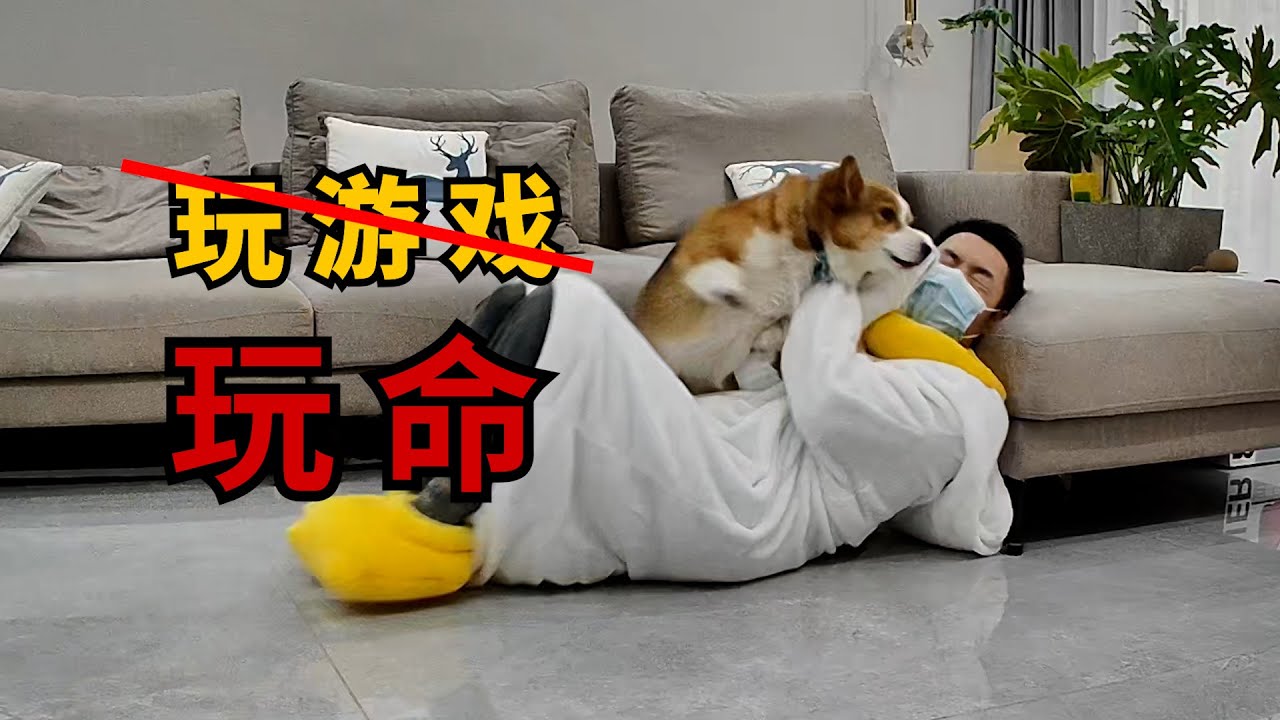 狗：玩游戏，我最拿命了〡小短腿Duby
