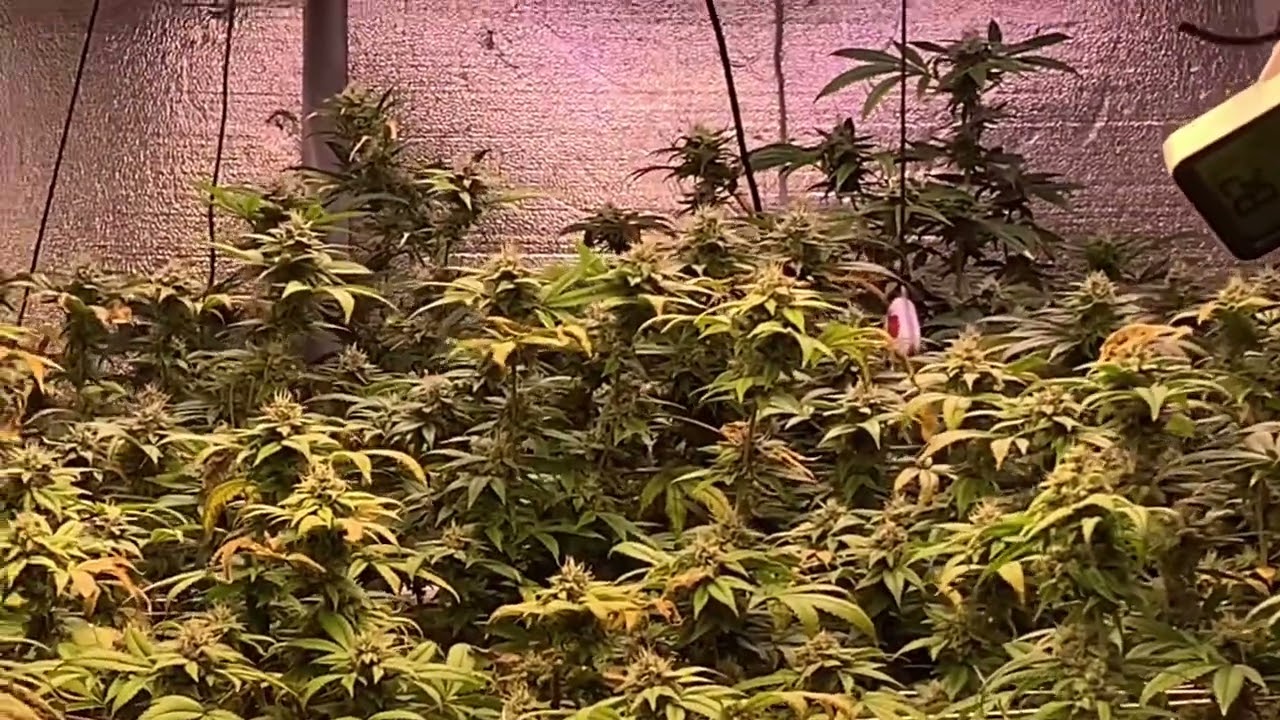 Shed grow don&rsquo;t let your plants dry out. #TNBFAM. Fuck your swag￼ #CROPSALT. #DGCFAM