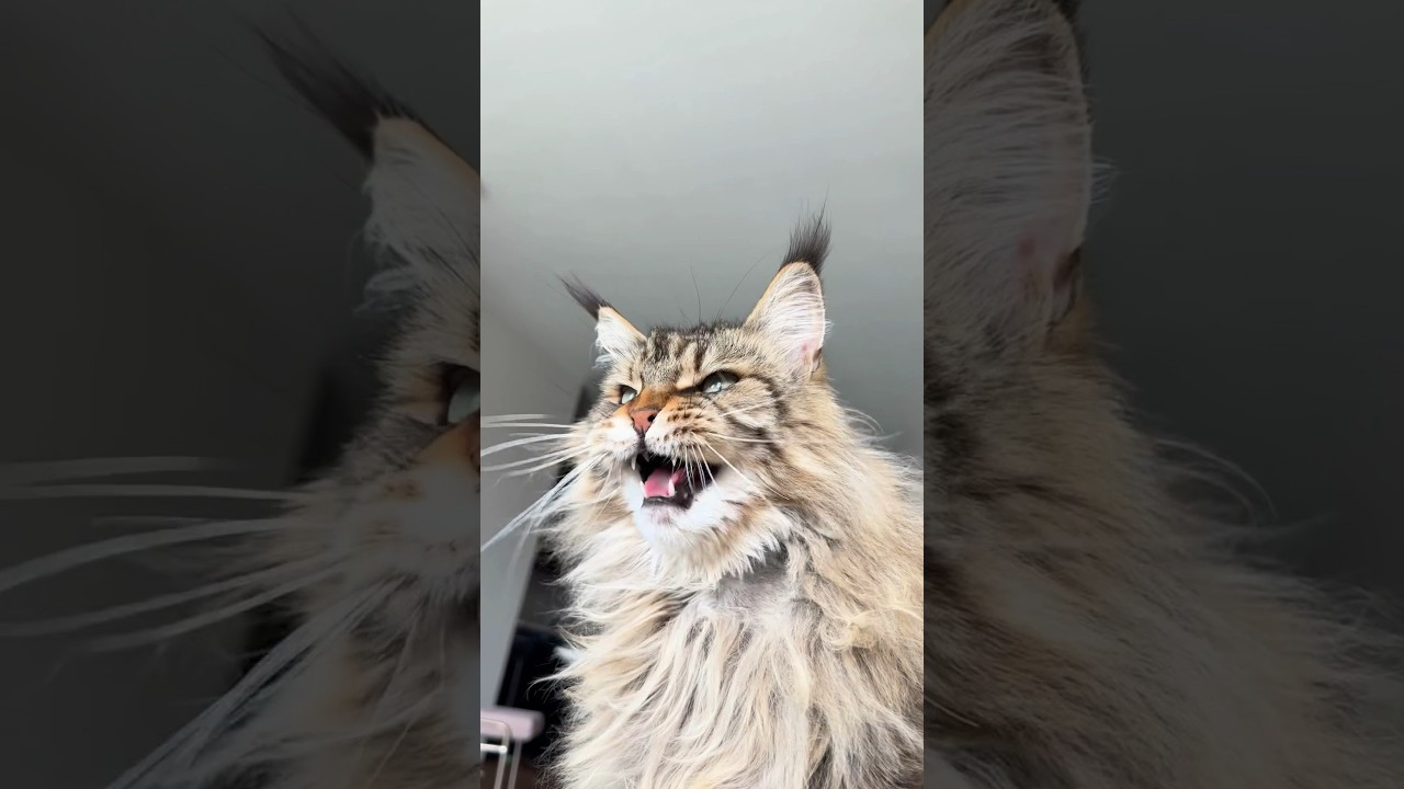Maine Coon cat barking at birds || ekekekkekkek #animals #viral