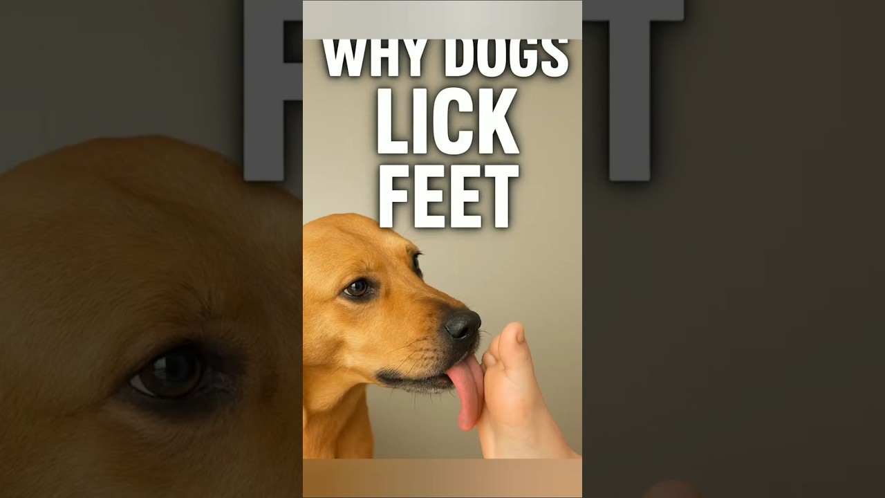 Why Do Dogs Lick Their Owners’ Feet?