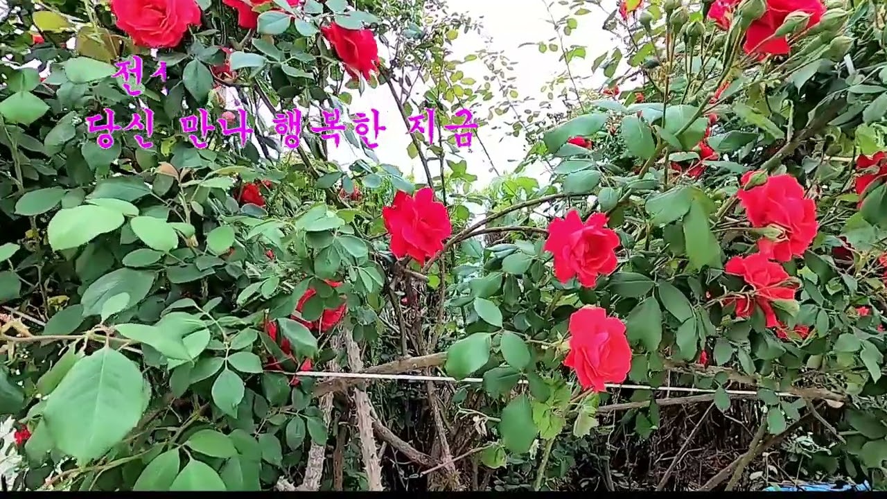 윤혜란#전성기{기운기}cover by 함께합니다