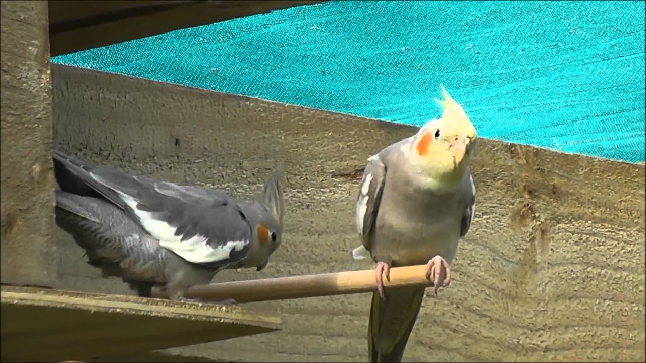 An Introduction to Fry & Leela @ Pheasantasiam
