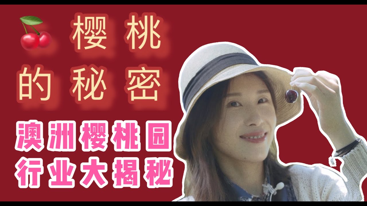 我在澳洲摘樱桃 ｜ 澳洲樱桃产业大揭秘 ｜ 卖樱桃3个月入千万？｜澳洲12月打卡推荐