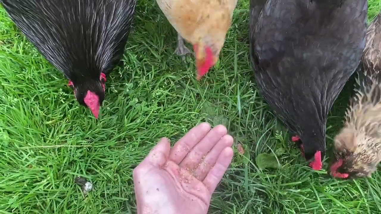Meet The Flockers