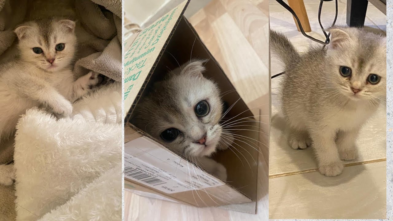 فلوق قطوتي الجديده|مشترياتي من شي ان للقطوه 🐈