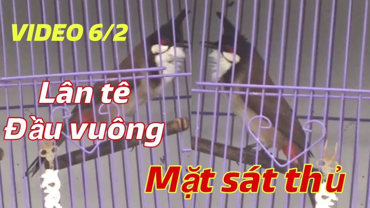 LÂN TÊ ĐẦU VUÔNG - MẶT SÁ.T THỦ // TUYỂN TẬP CHÀO MÀO NẾT HAY BỘ ĐẸP // HÀNG THỬA CHO AE KHAI THÁC