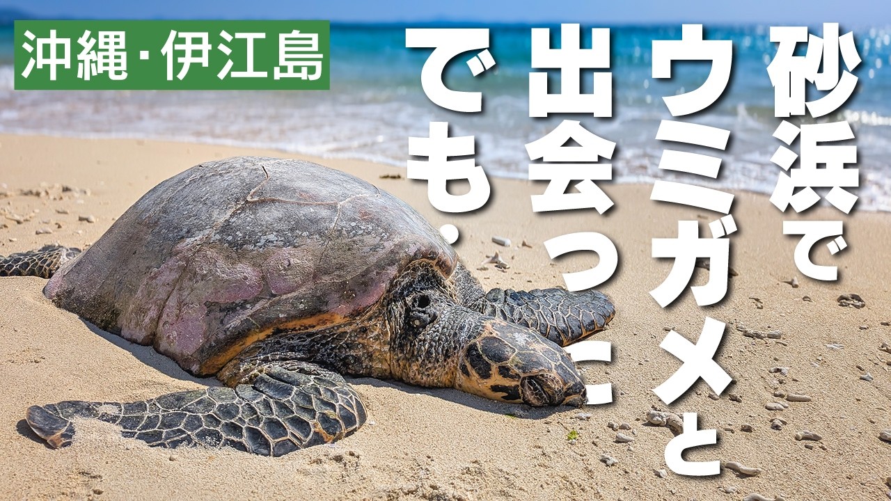 沖縄の離島【伊江島】に日帰り観光｜ウミガメ（タイマイ）の死亡漂着を見つけ沖縄美ら海水族館へ連絡