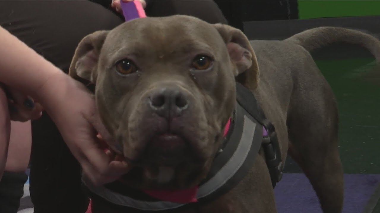 Furry Friends: Meet Pandora!