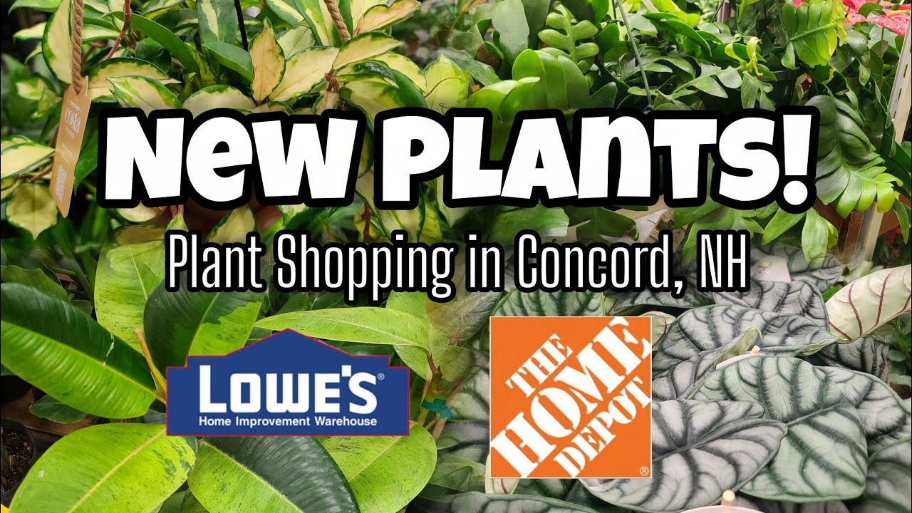 У меня новое растение!! ☺️ Покупка растений в Home Depot и Lowe's в Конкорде, штат Нью-Гэмпшир!!