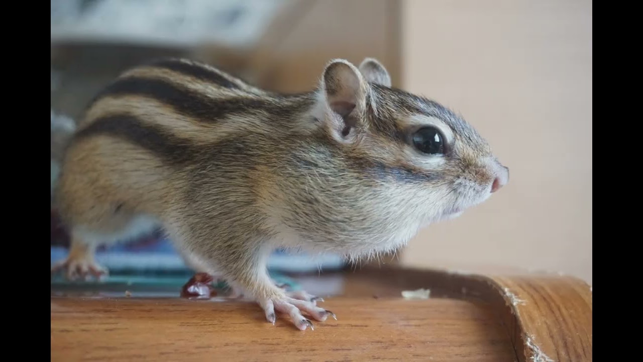 シマリス『ゆき』『陽翔』
