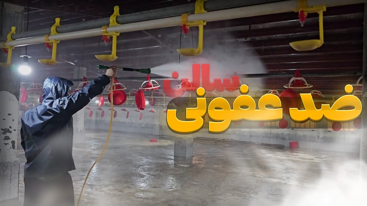 برای ضدعفونی سالن مرغداری باید به چه نکاتی توجه کنیم؟